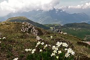 44 Anemone narcissino con vista sui Piani di Bobbio e in Grignone 